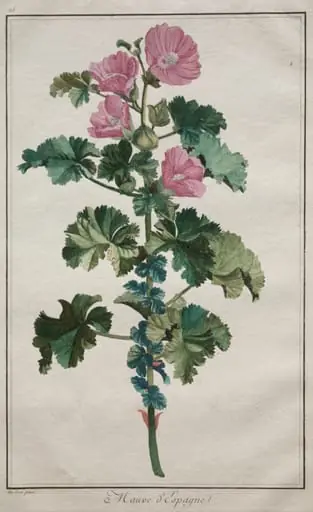 Recueil de vingtquatre plantes et fleurs:  Mallow