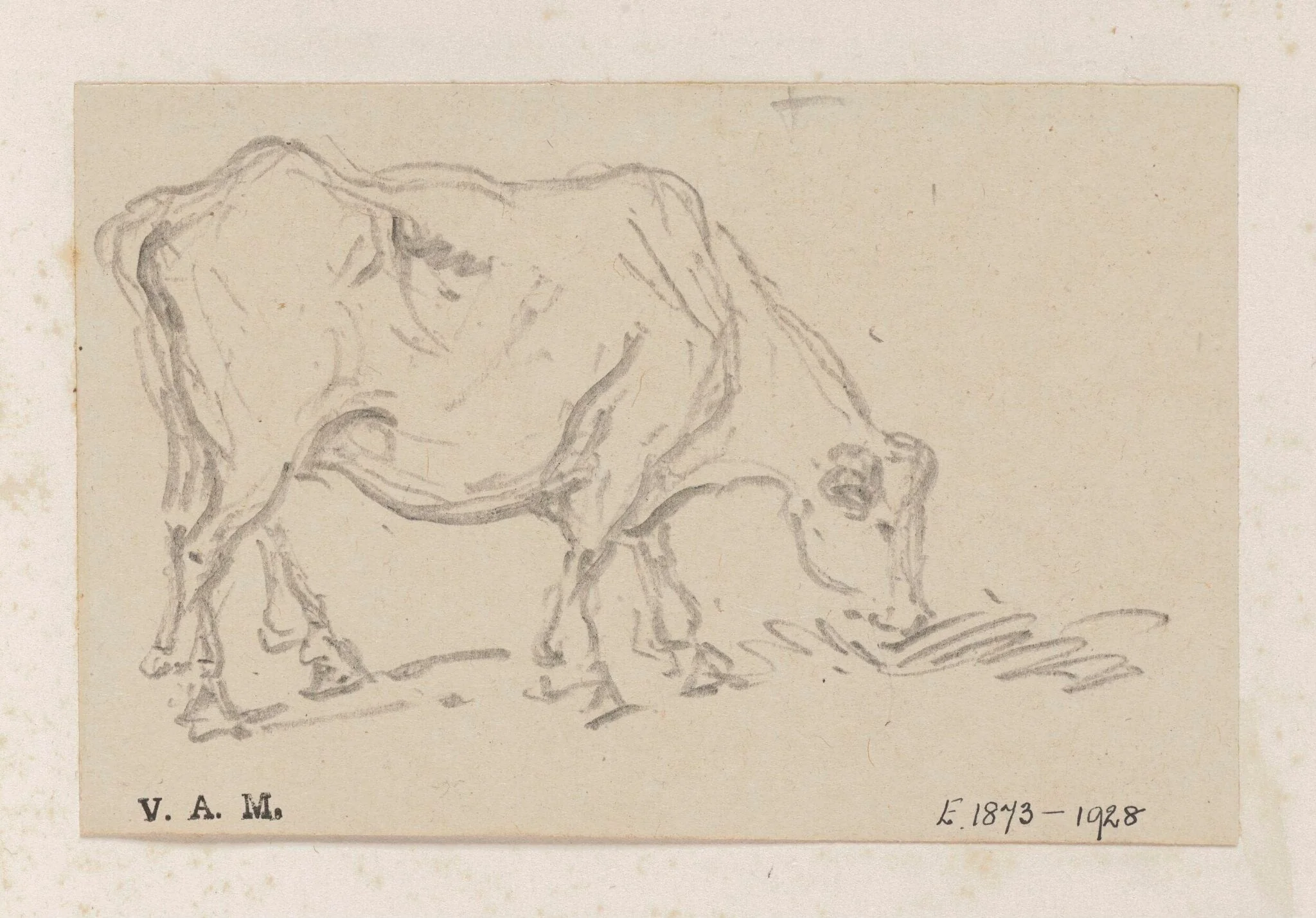 A grazing cow, by George Chinnery, 19