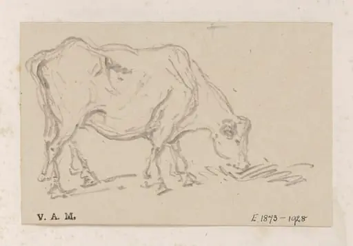A grazing cow