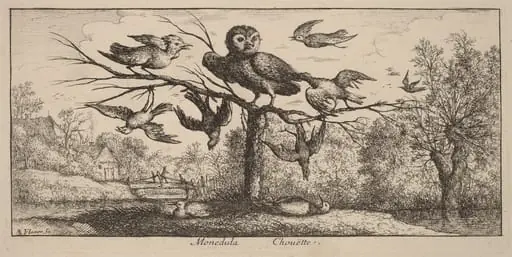 Monedula, The Owl