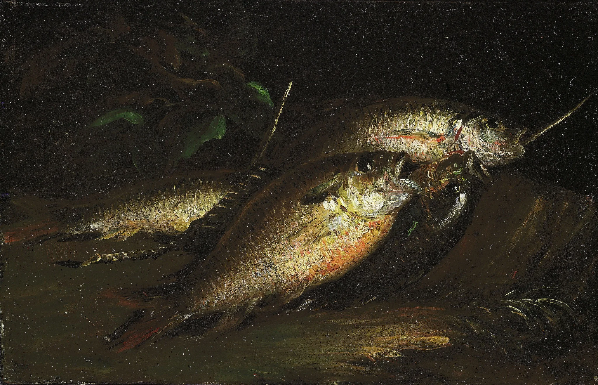 Fish