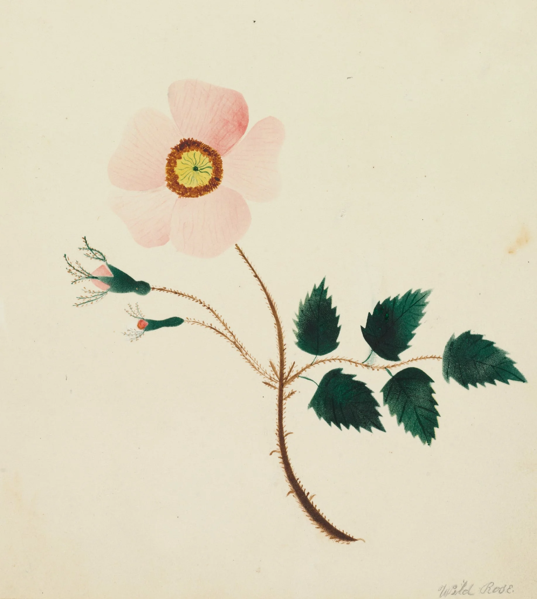 Wild Rose, by Mary Altha Nims, 1804