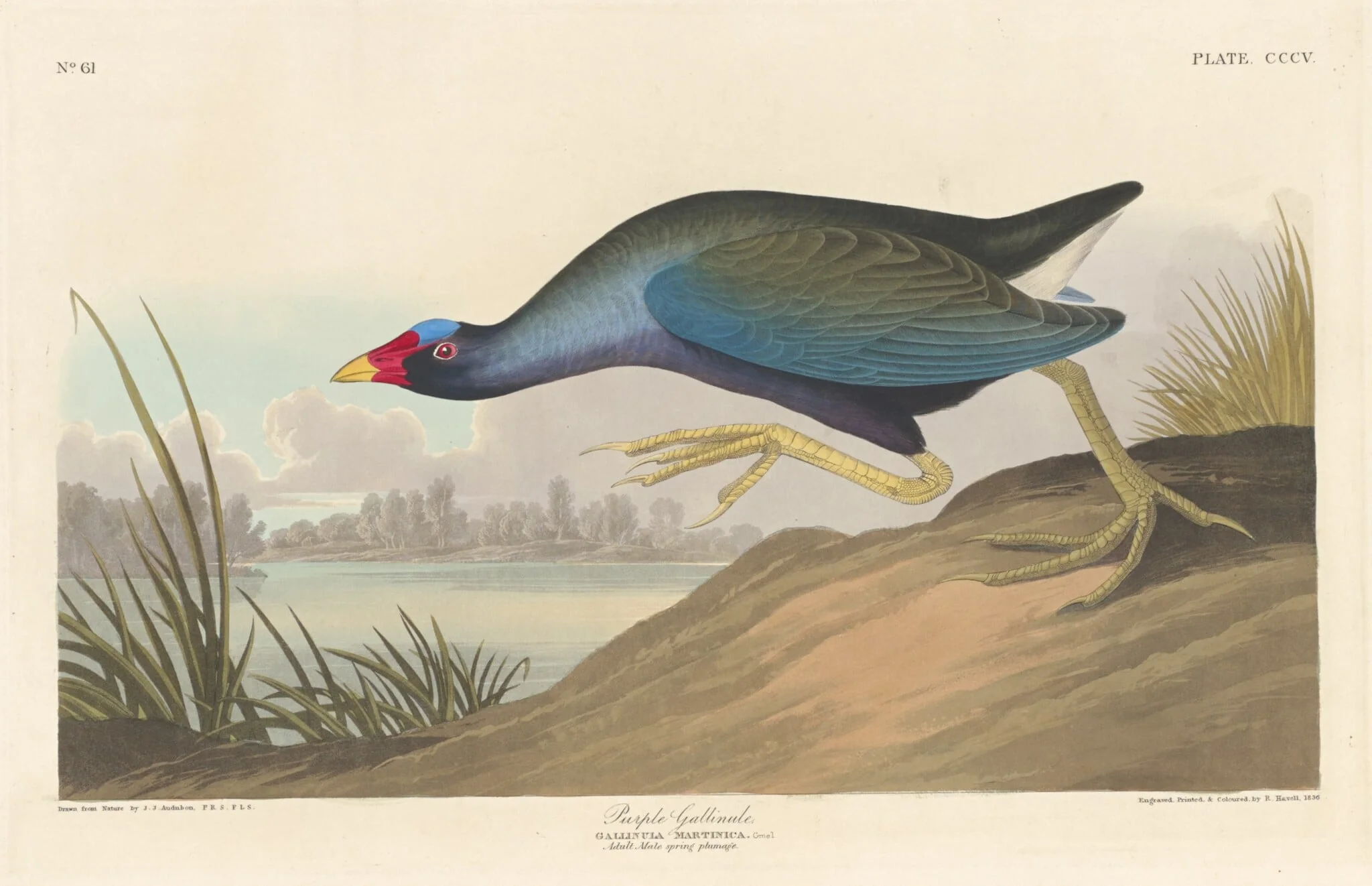 Purple Gallinule, by Robert Havell Jr., ink, 1836