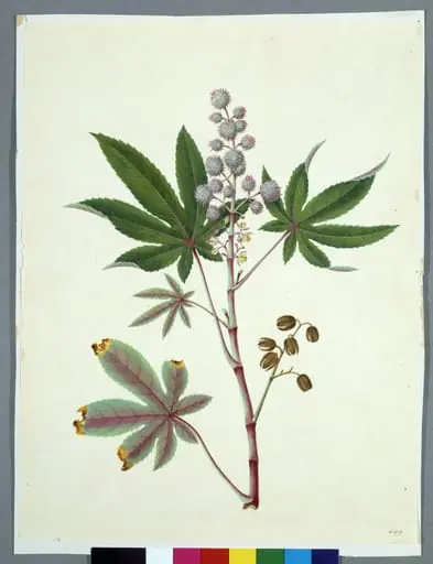 Castor Bean