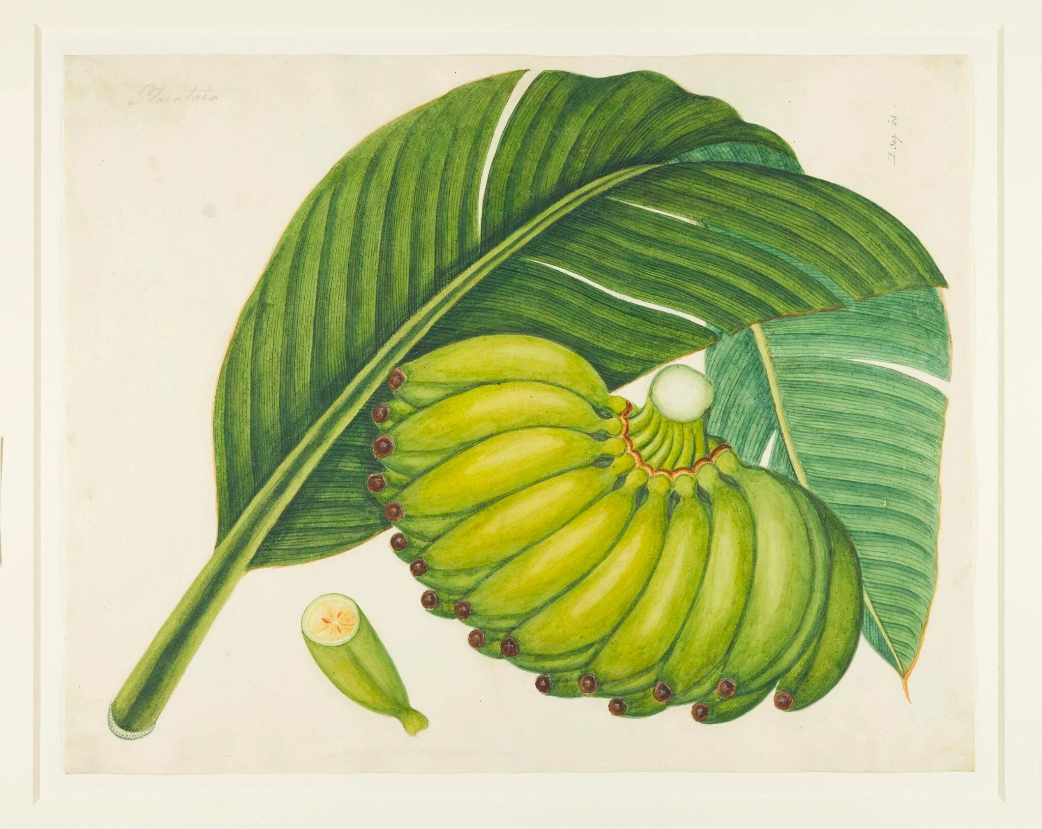 Bananas, by Unknown, paint, 1831