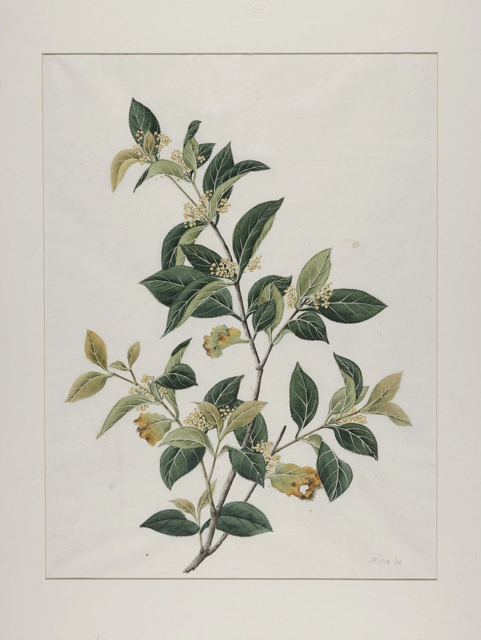 Mock lime (aglaia odorata), zhen zhu lan or mi zi lan, by Unknown, paint, 1800