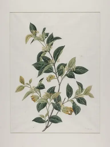 Mock lime (aglaia odorata), zhen zhu lan or mi zi lan
