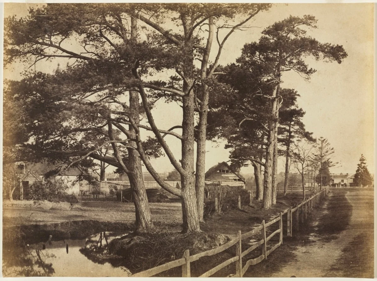 Scotch Firs, Hawkhurst, by Benjamin Brecknell Turner, 1853