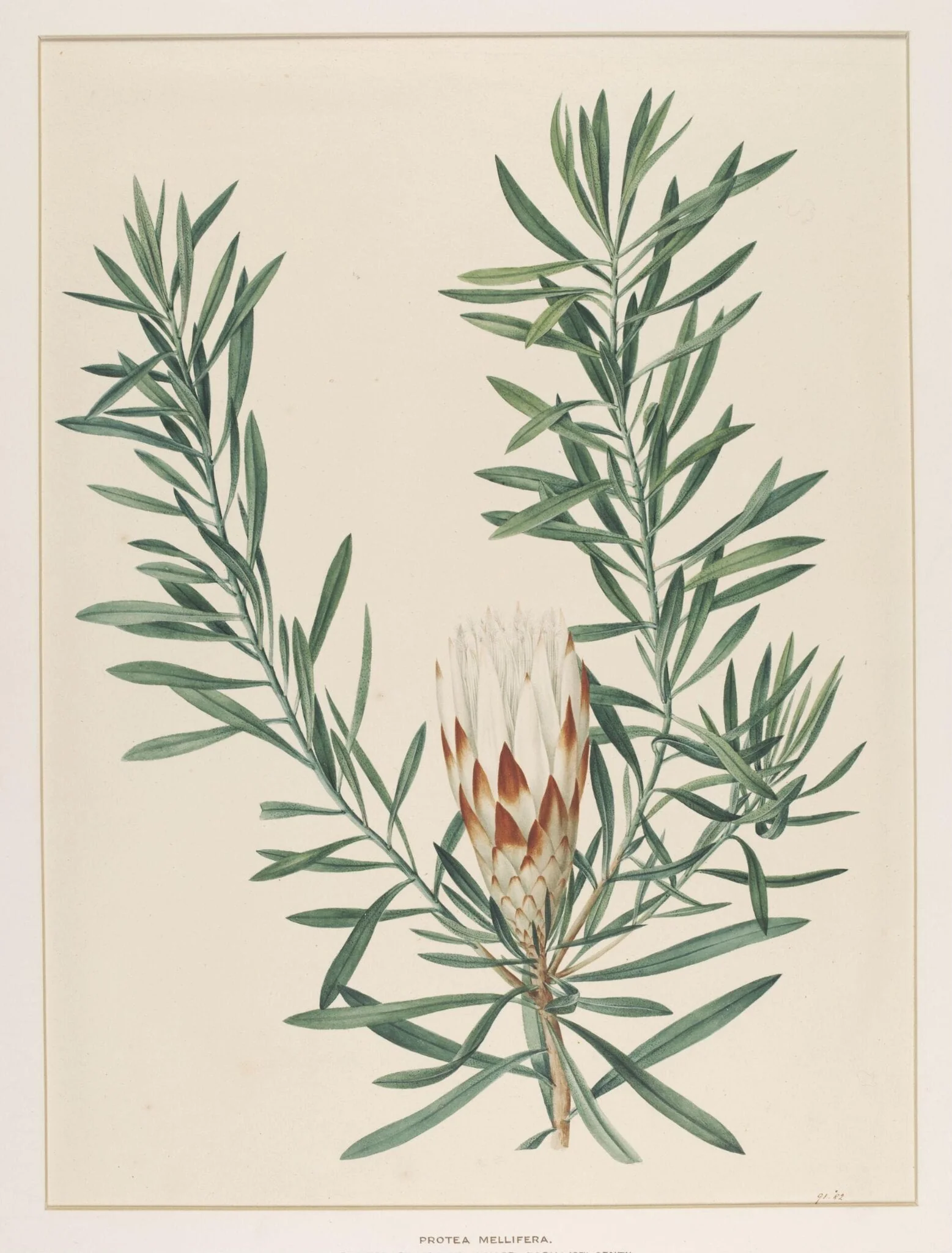 Protea Mellifera