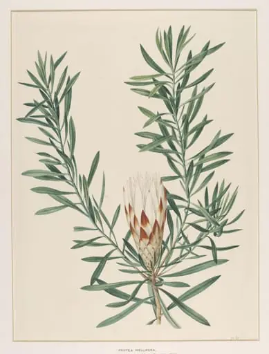 Protea Mellifera