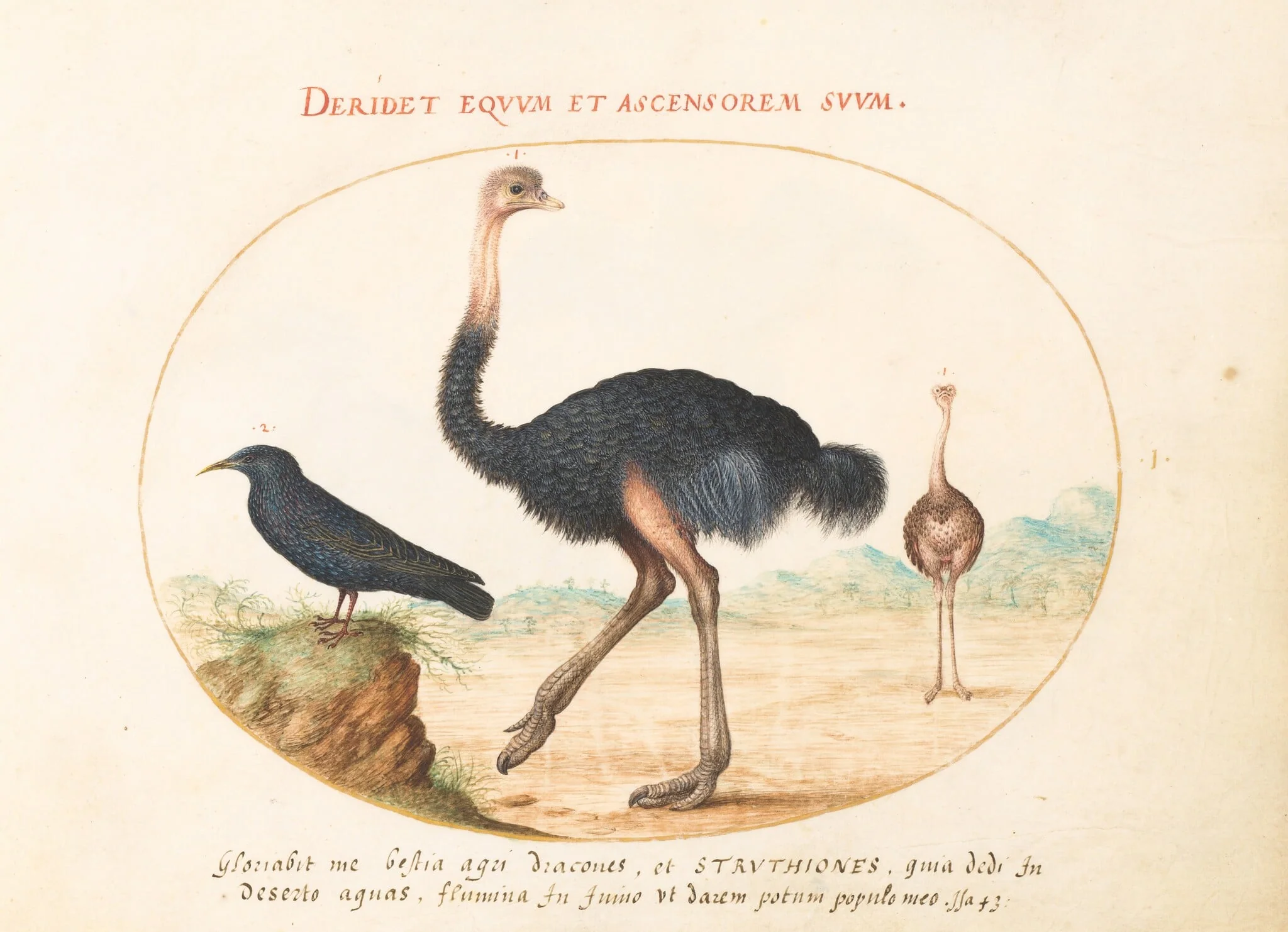 Plate 1: Two Ostriches and a Starling, by Joris Hoefnagel, gouache, 1594