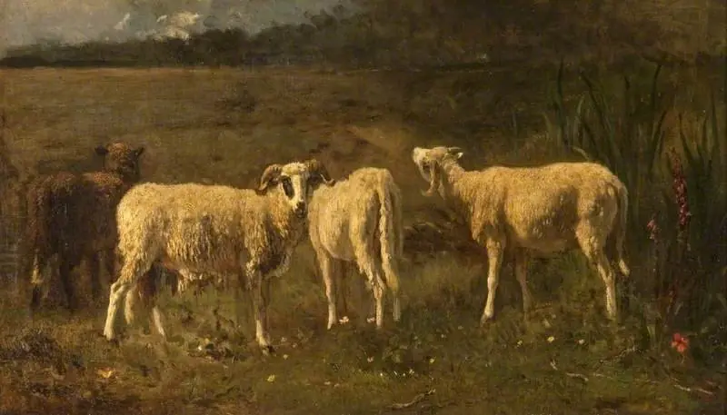 Sheep