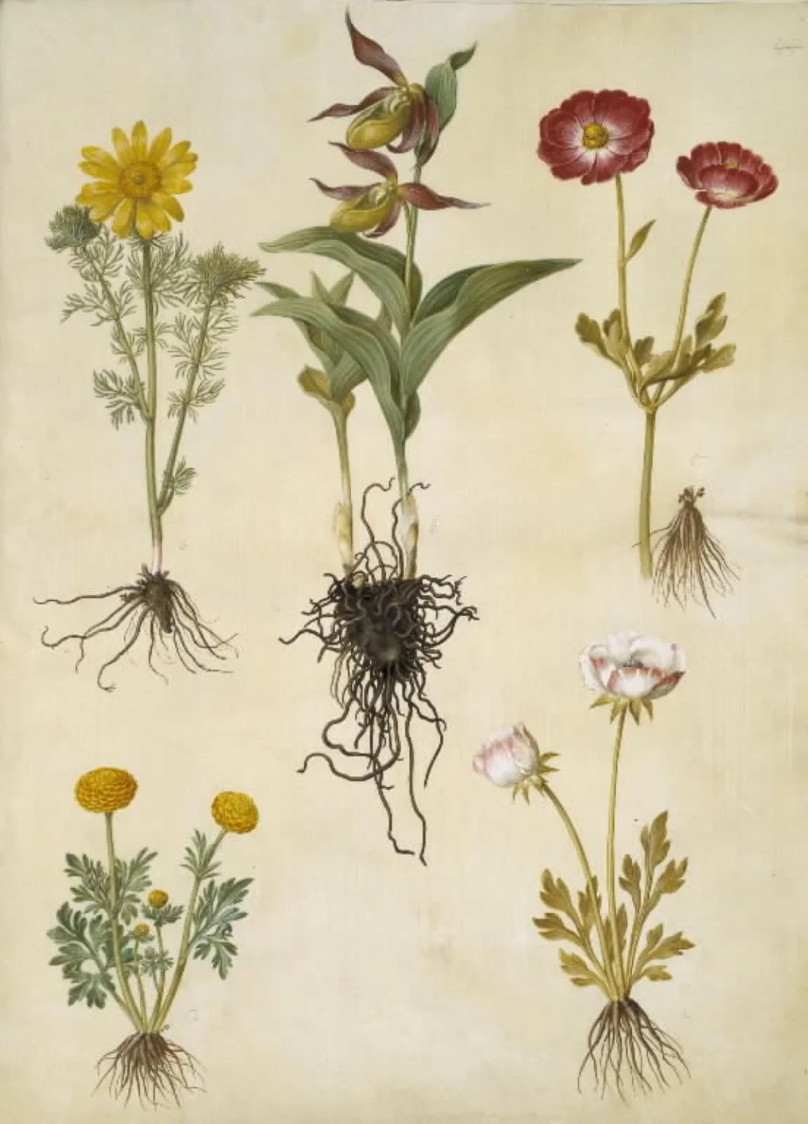 Adonis vernalis (vår-adonis); Cypripedium calceolus (stor fruesko); Ranunculus asiaticus (have-ranunkel); Ranunculus (art af ranunkel), by Unknown, unspecified, 1654