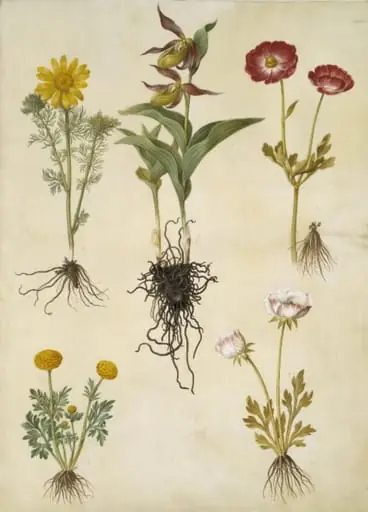 Adonis vernalis (vår-adonis); Cypripedium calceolus (stor fruesko); Ranunculus asiaticus (have-ranunkel); Ranunculus (art af ranunkel)