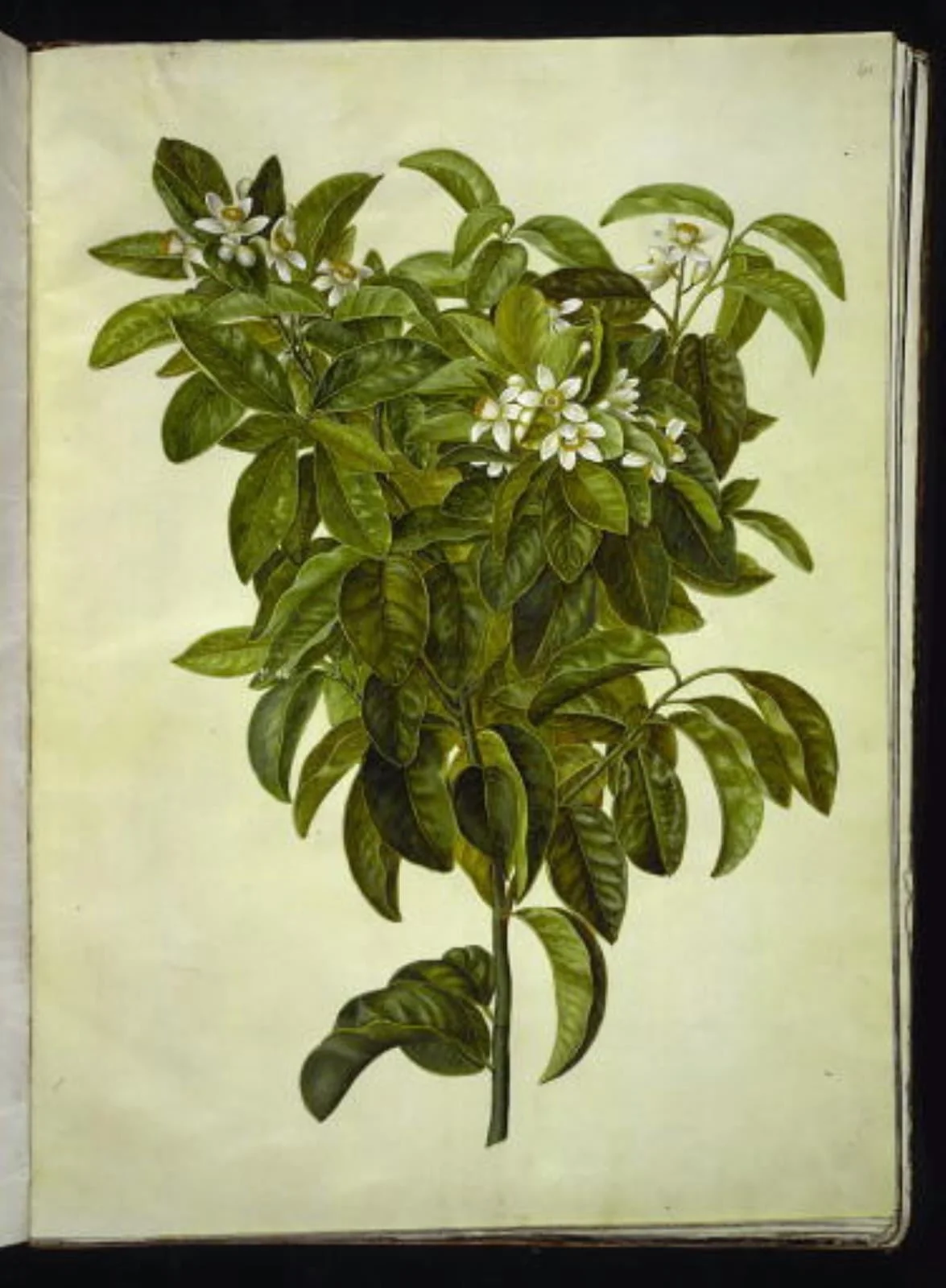 Citrus limon (almindelig citron), by Unknown, unspecified, 1654
