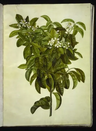Citrus limon (almindelig citron)