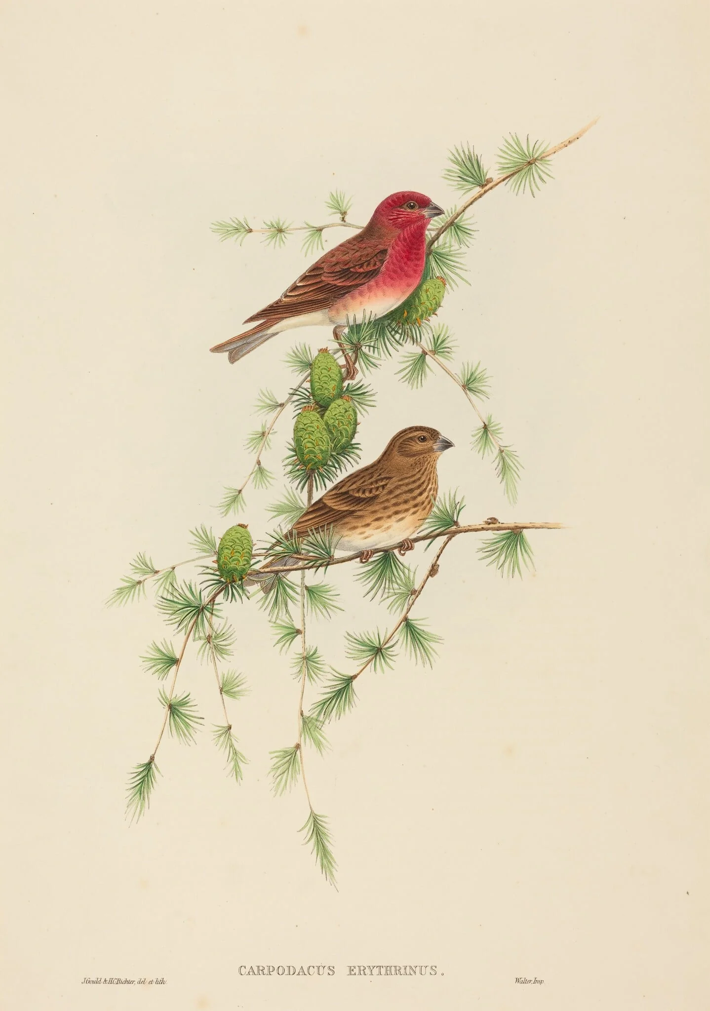 Carpodacus erythrinus (Common Rose Finch), by H.C. Richter, ink, 1842
