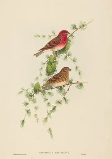 Carpodacus erythrinus (Common Rose Finch)