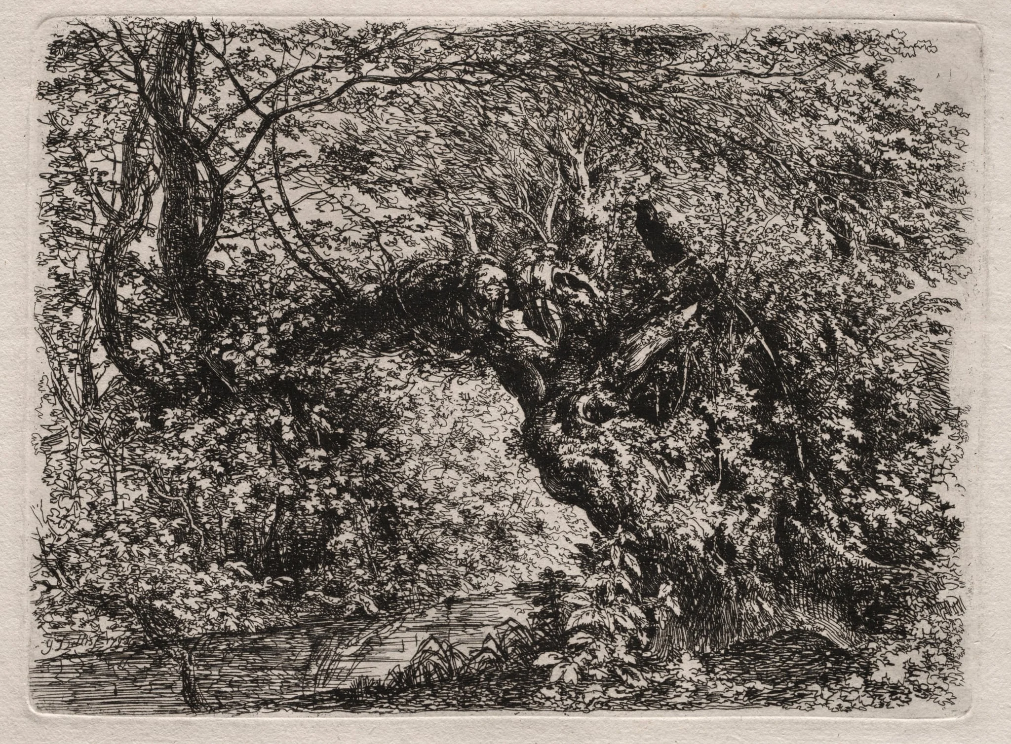 The Old Willow at a Brook