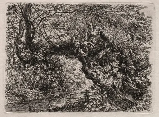 The Old Willow at a Brook
