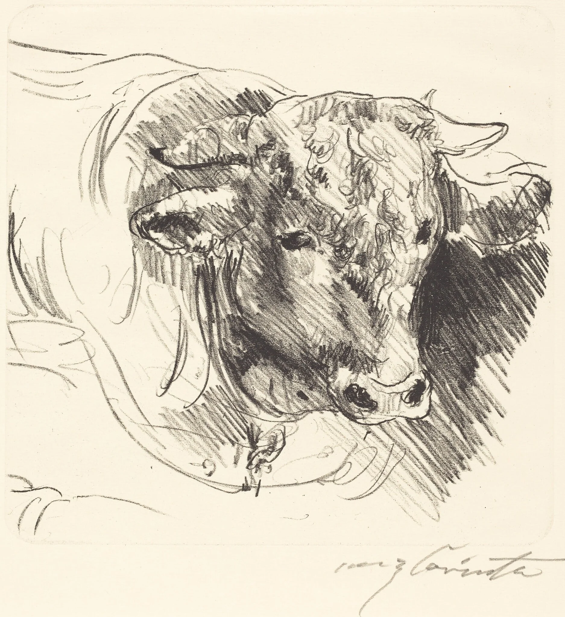 Stierkopf (Head of a Steer), by Lovis Corinth, ink, 1912