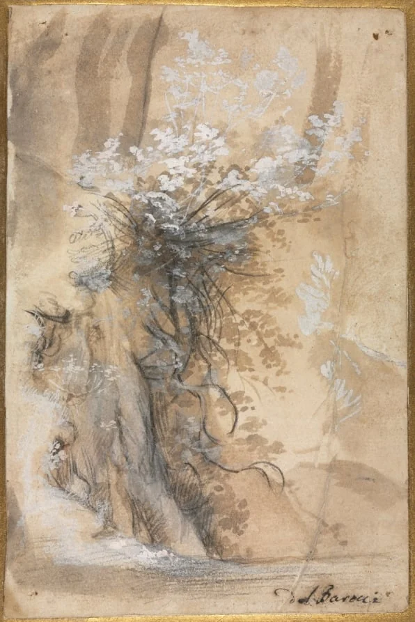 Flowering Bush above an Eroded Bank, by Federico Barocci, 1586
