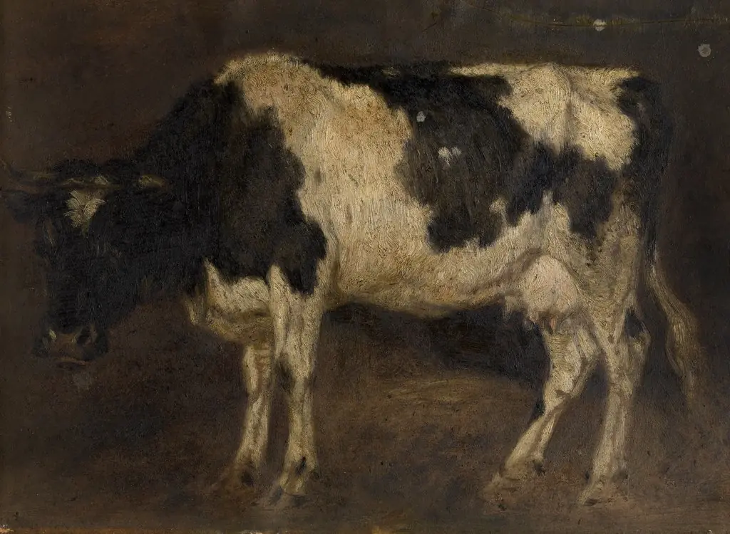 Cow