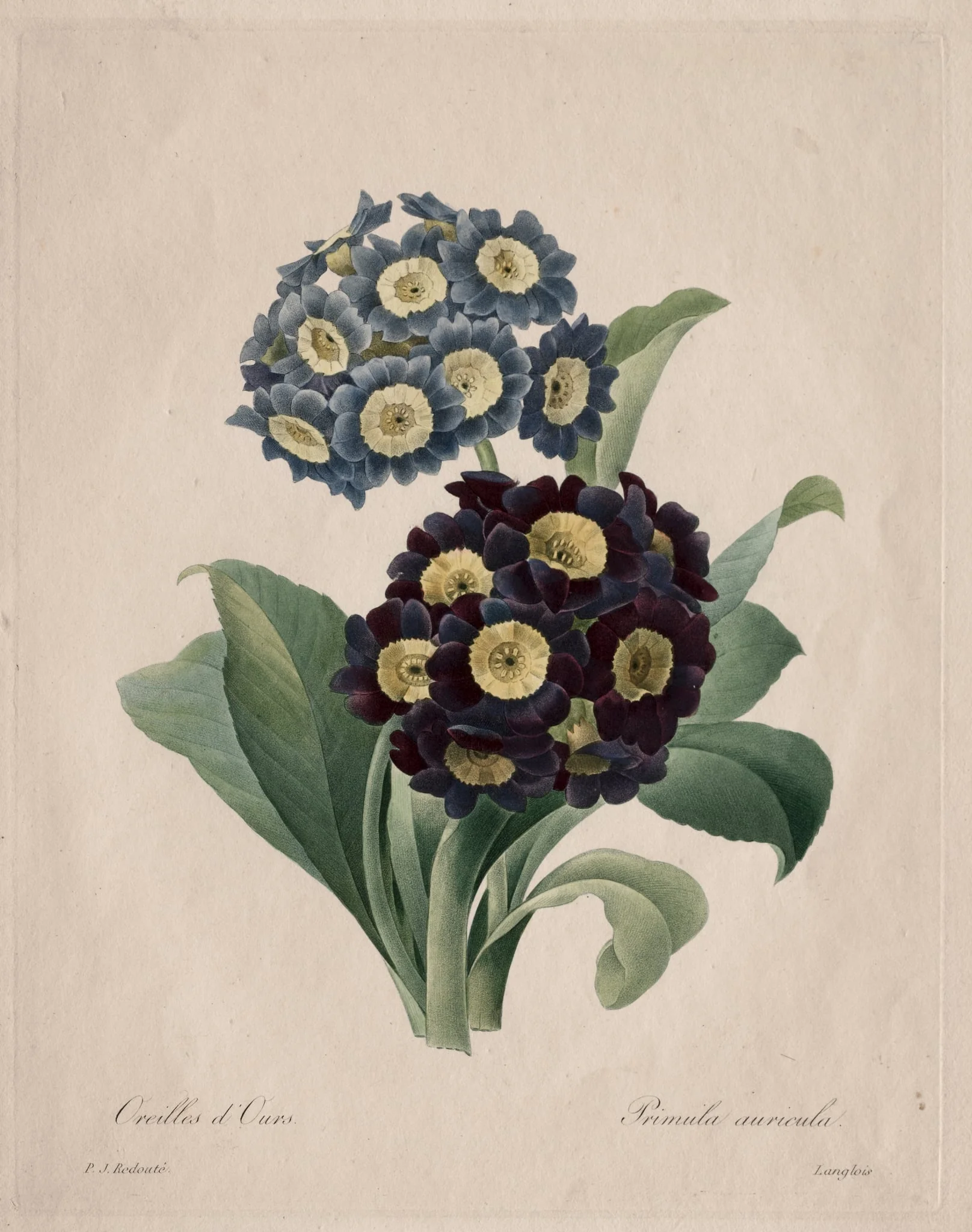 Primula auricula, by Henry Joseph Redouté, 1827