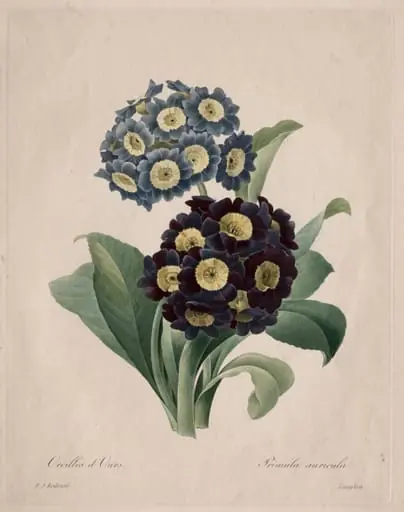 Primula auricula