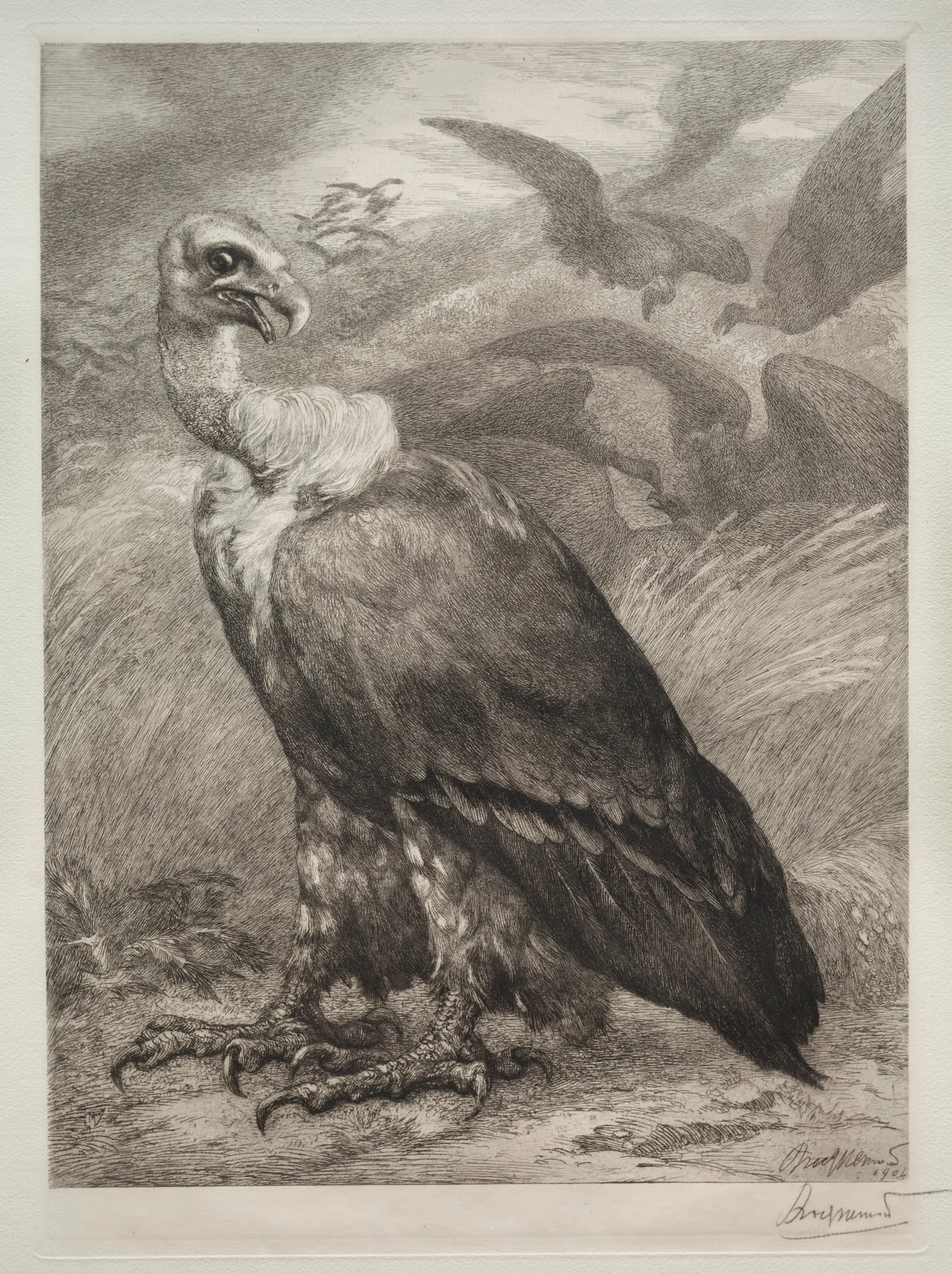 The Vulture
