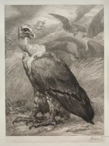 The Vulture