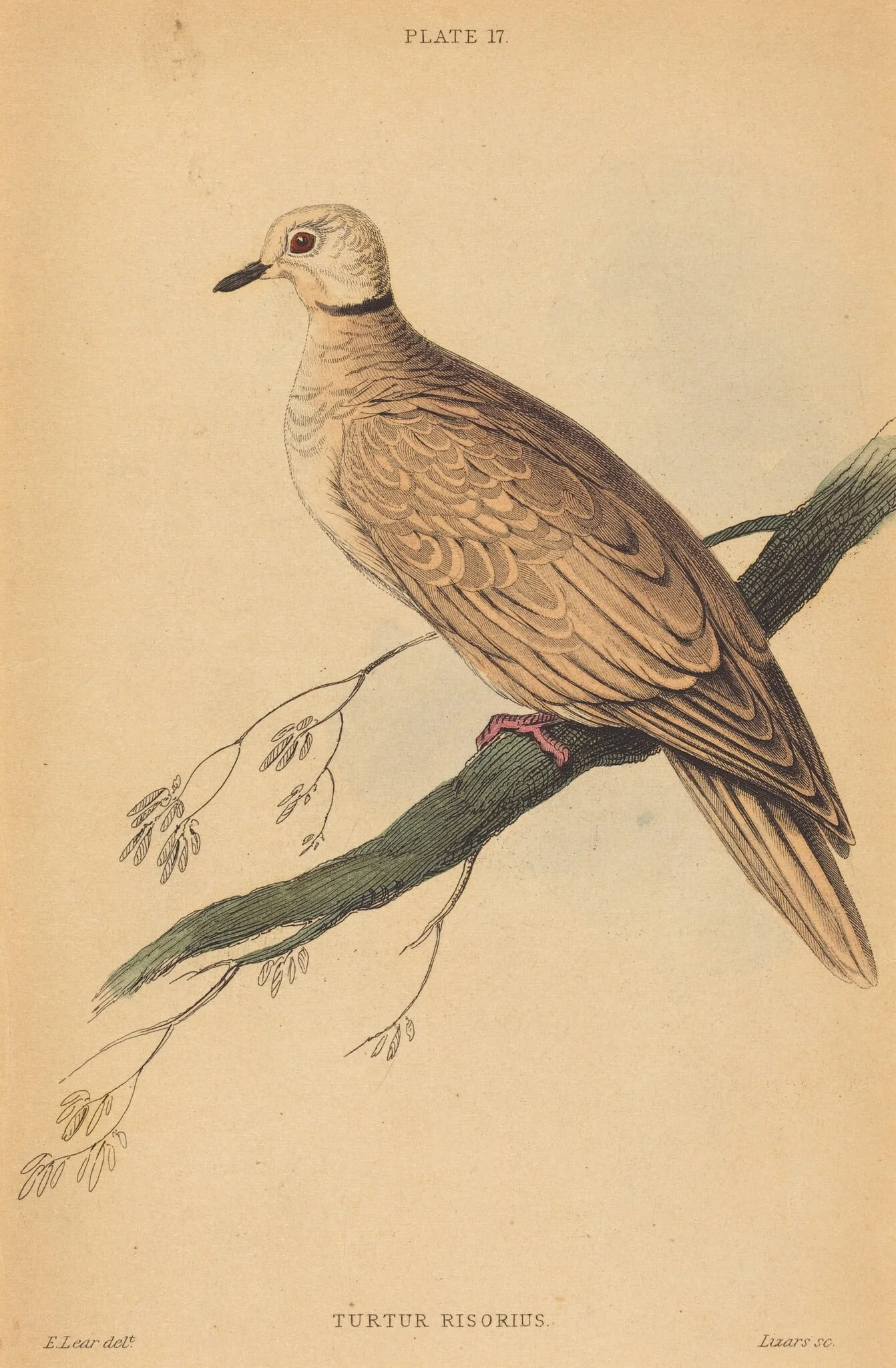 Turtur Risorius, by William Home Lizars, ink, 1824