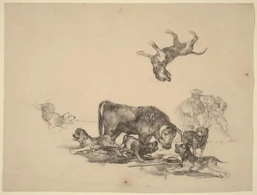 Bull Attacked by Dogs