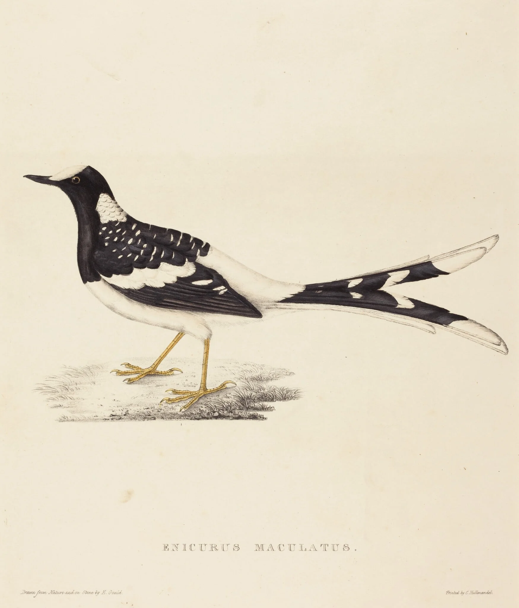 Enicurus Maculatus (Spotted Forktail)
