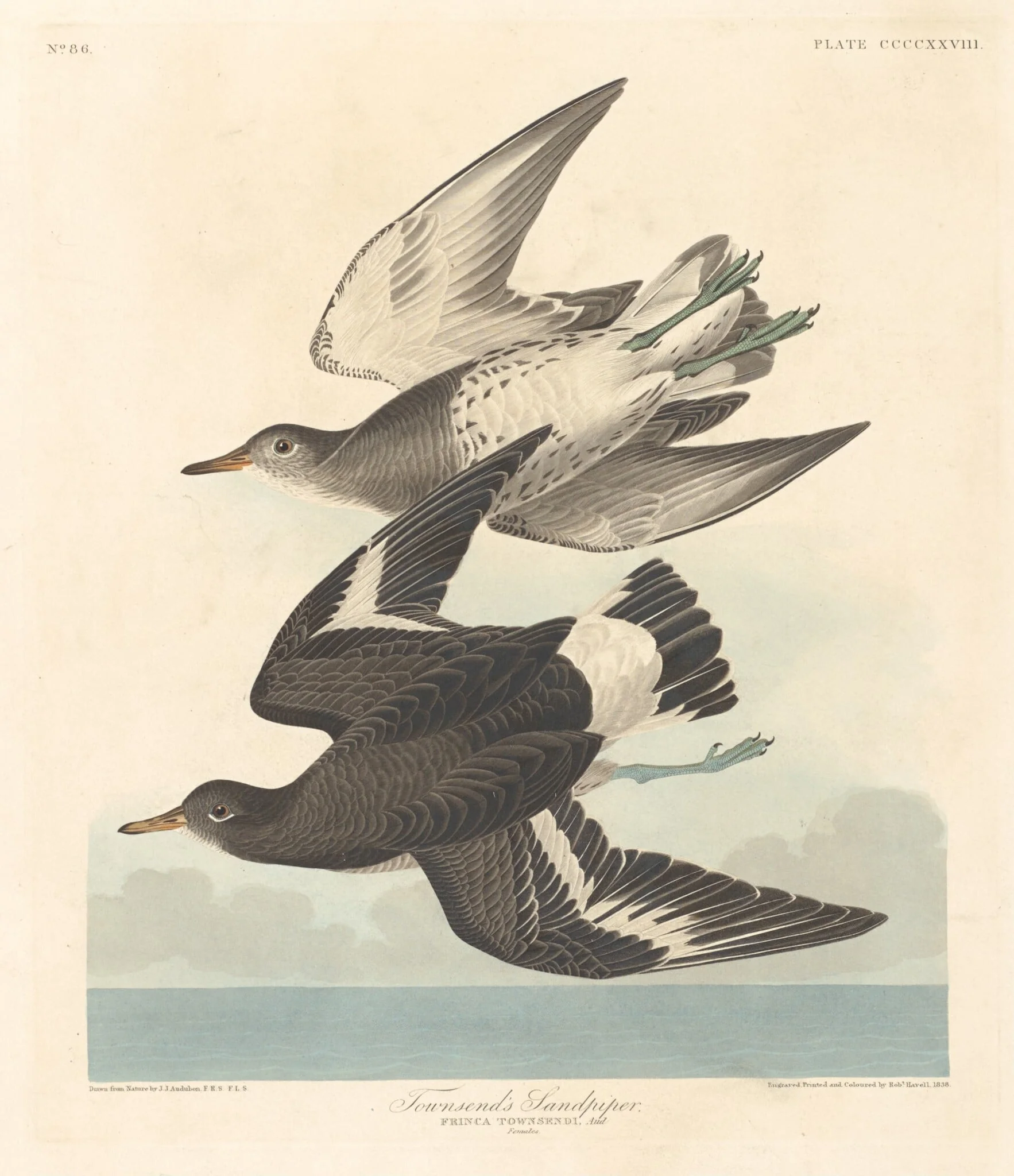 Townsend's Sandpiper, by Robert Havell Jr., ink, 1838