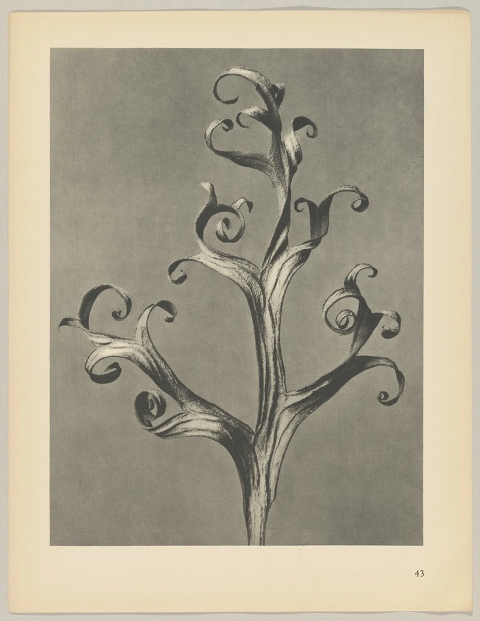 Delphinium, by Karl Blossfeldt, 1928