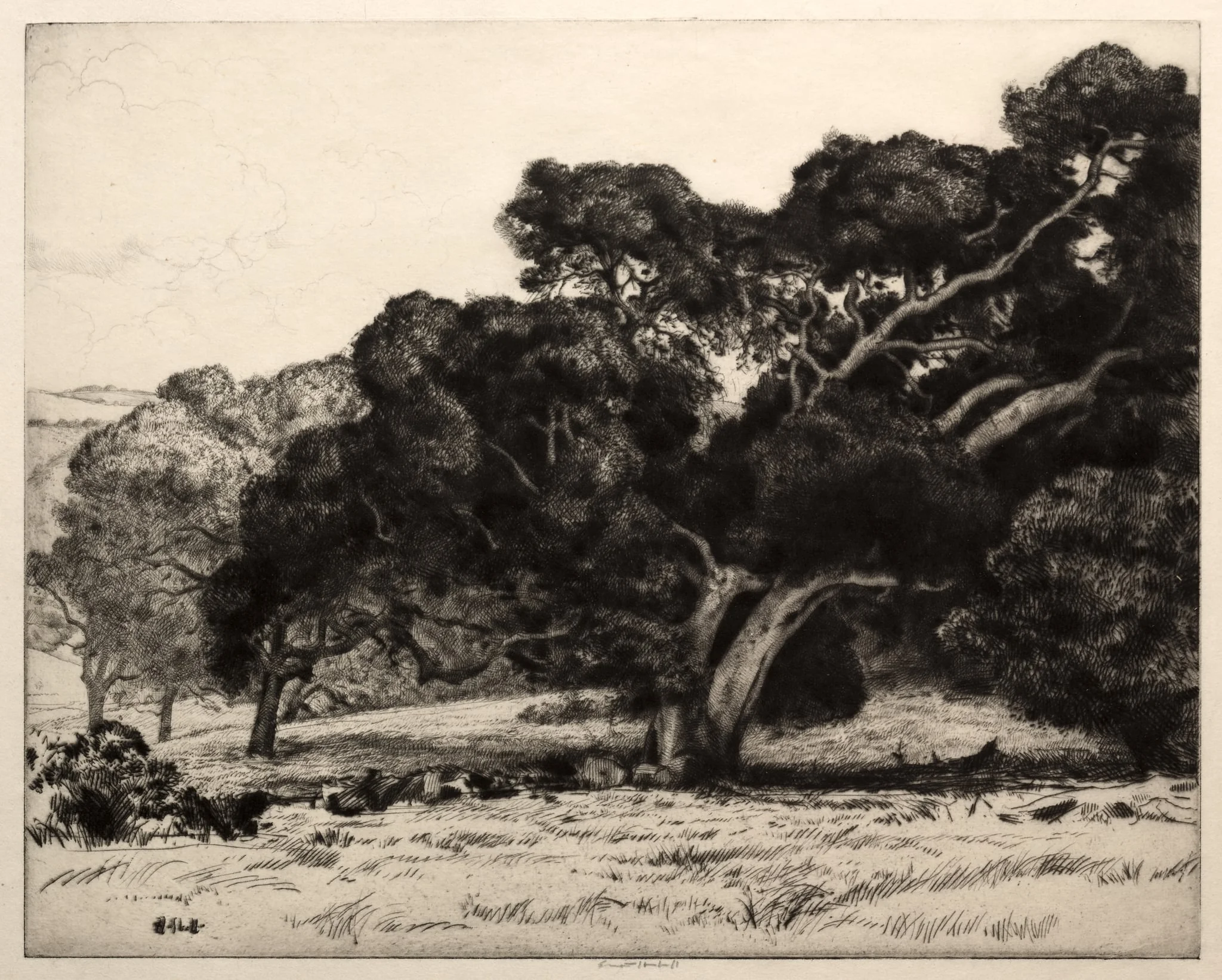 Large Live Oak