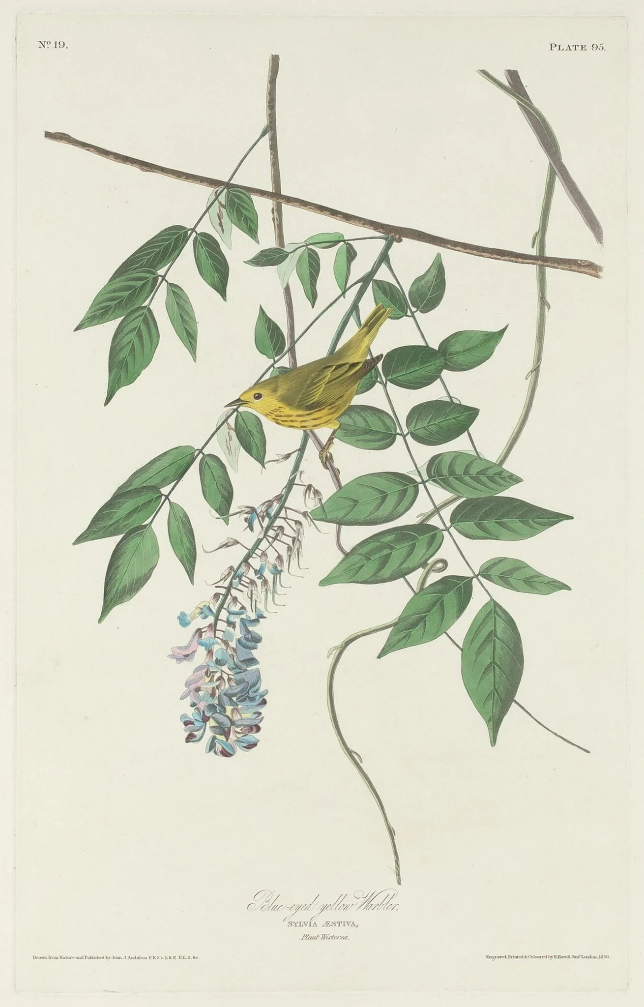 Blue-eyed Yellow Warbler, by Robert Havell Jr., ink, 1830