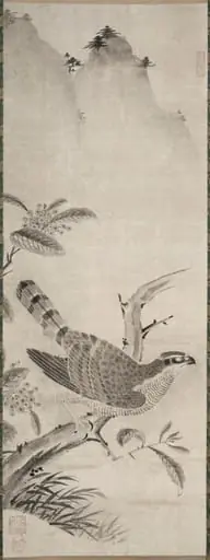 Hawk