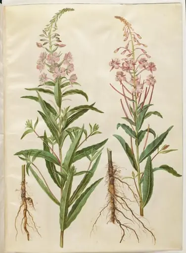 Chamerion angustifolium (smalbladet gederams)