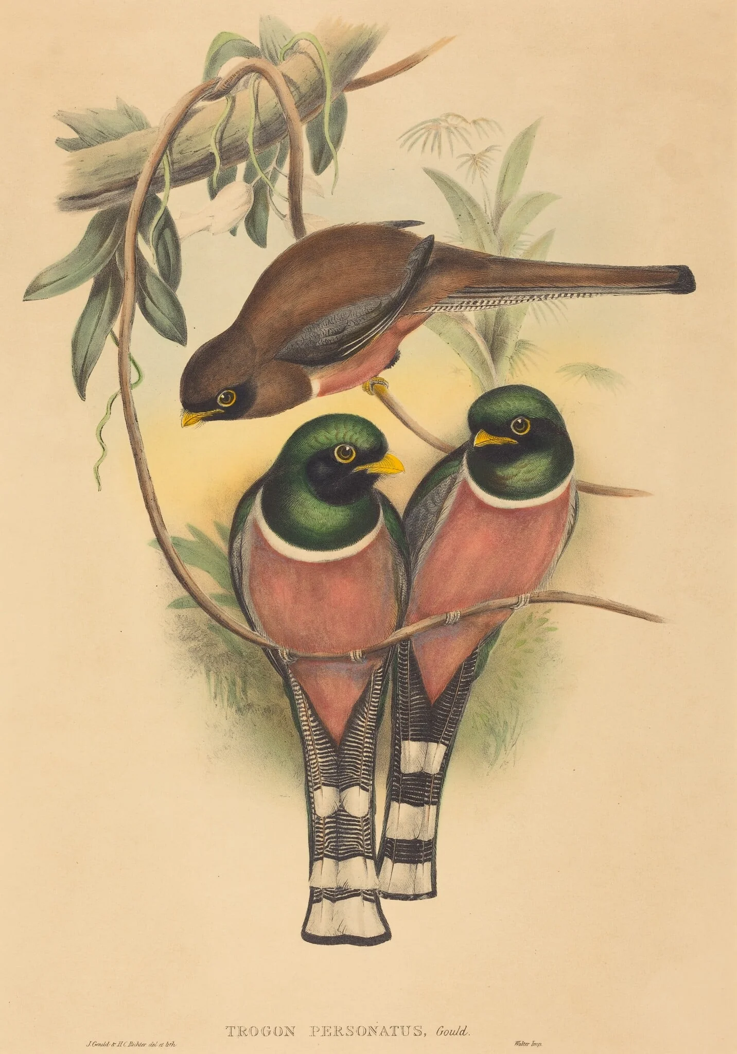 Trogan personatus, by H.C. Richter, ink, 1837