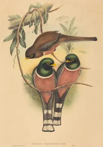 Trogan personatus