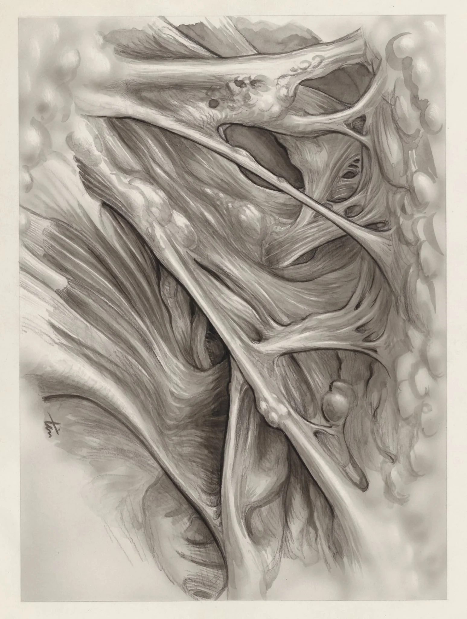 Muscular tissue of the hand or fingers, by J Tinkelenberg, 1970