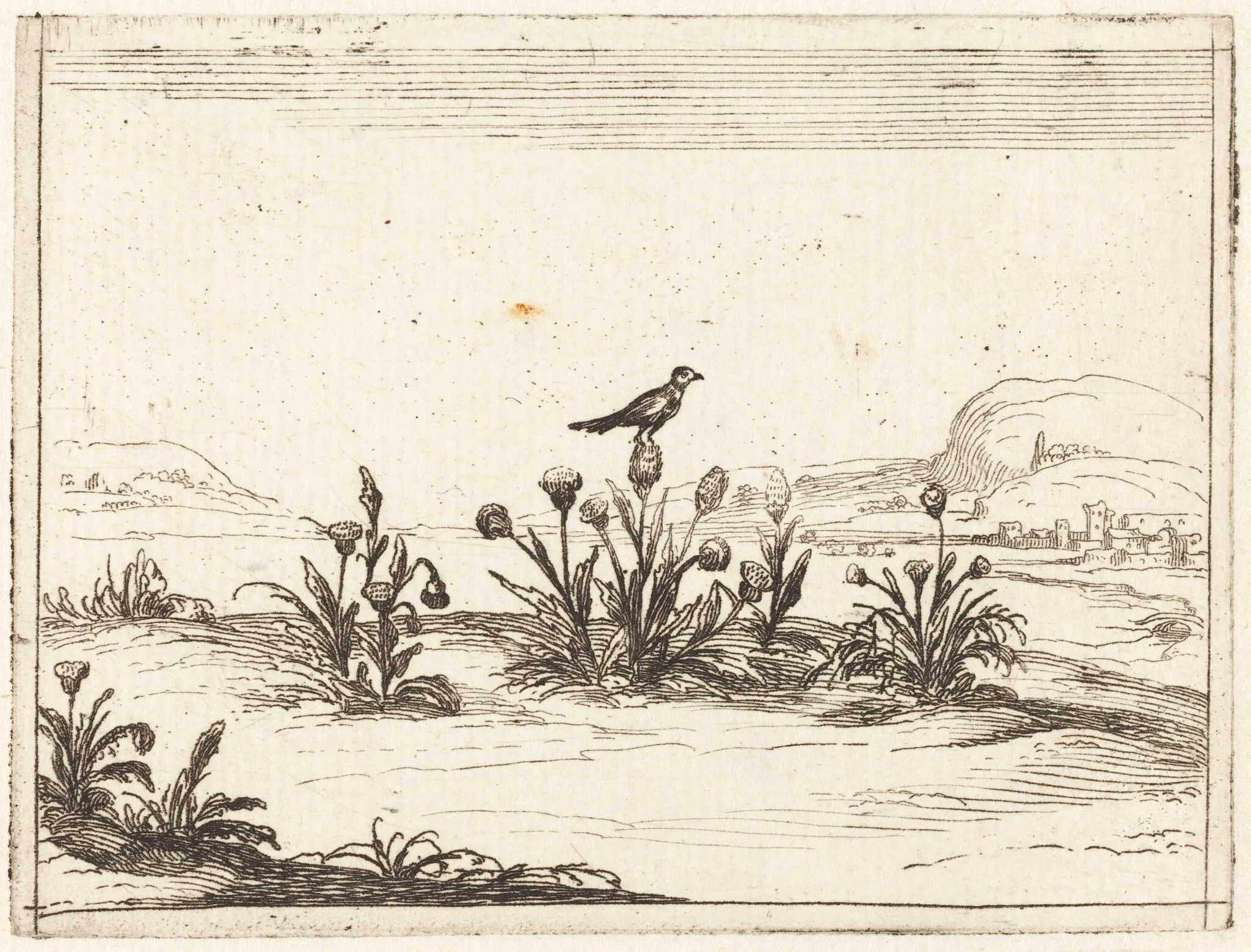 Bird Perched on a Thistle, by Jacques Callot, ink, 1628