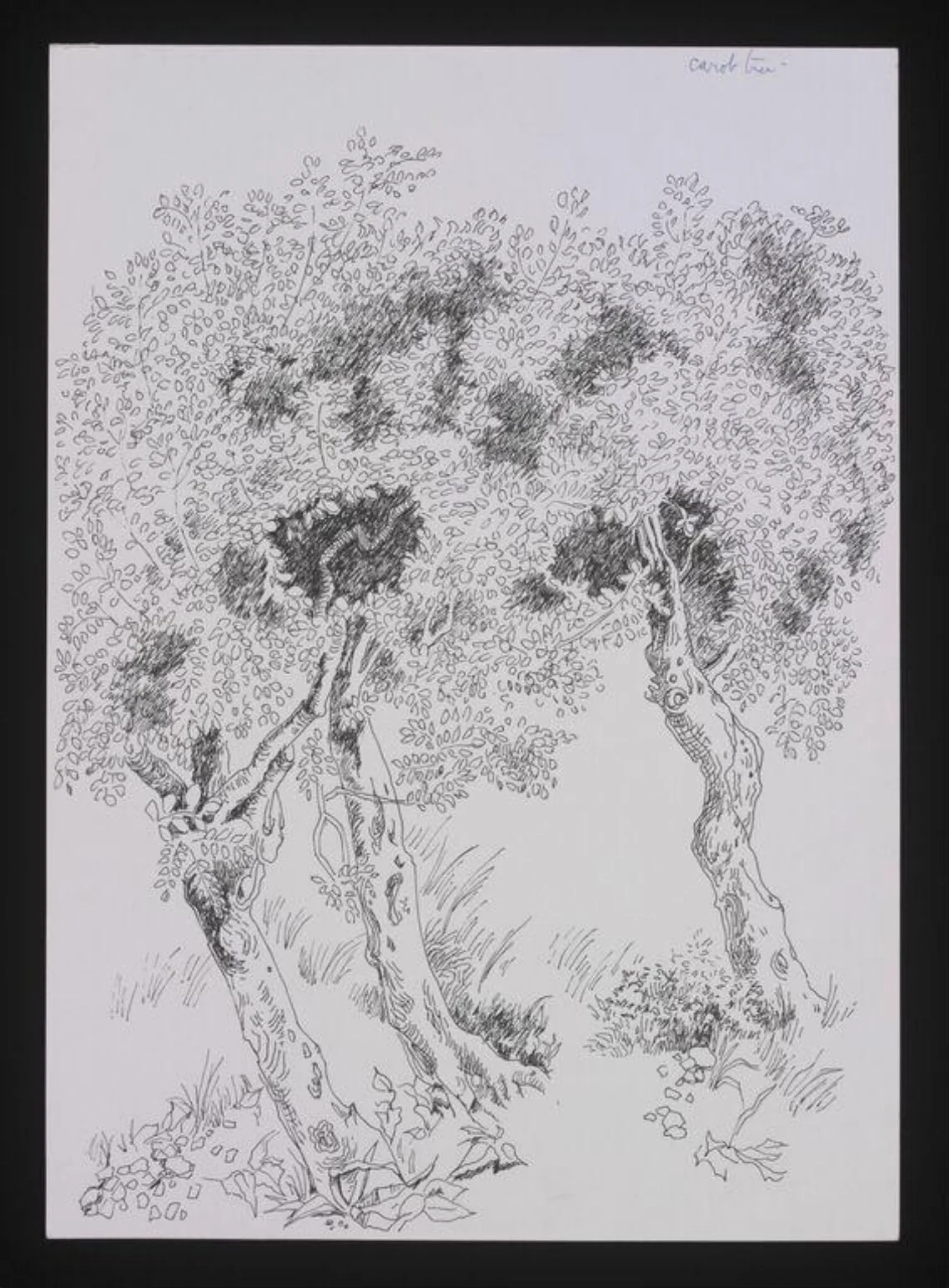 Drawing of Trees