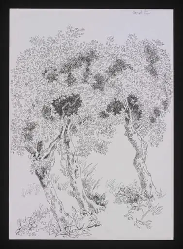 Drawing of Trees