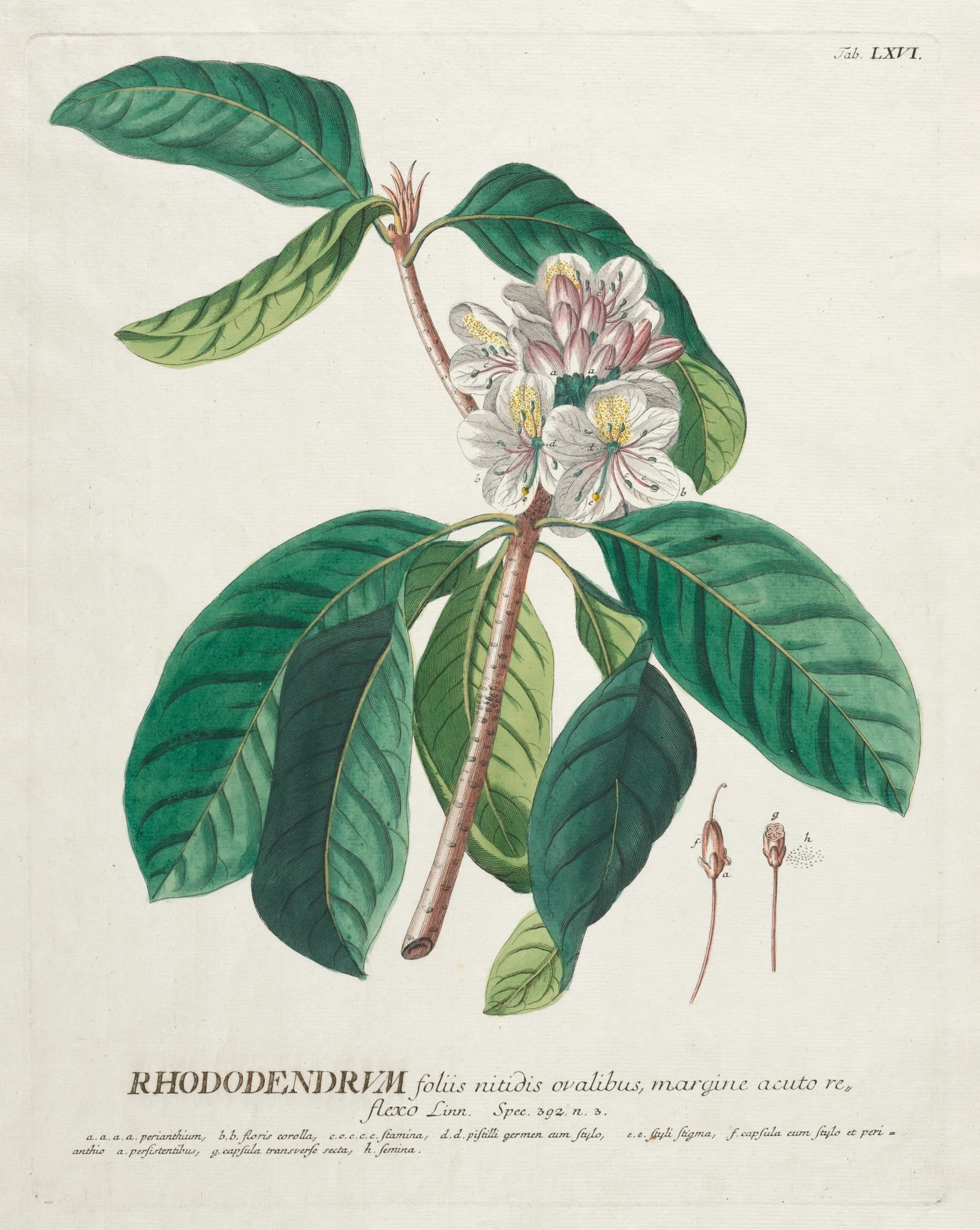 Plantae Selectae:  No. 66 - Rhododendron, by Georg Dionysius Ehret, 1762