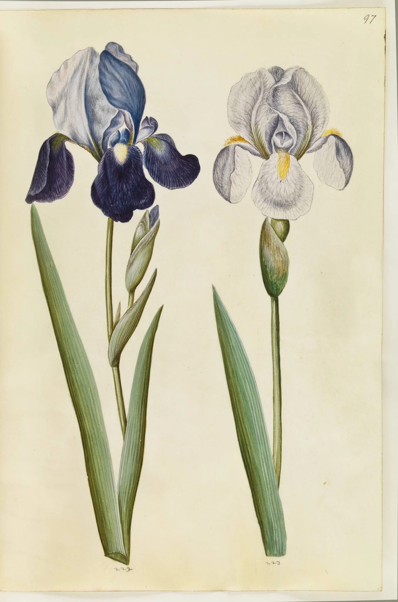 Iris ×germanica eller Iris ×sambucina (?) (have-iris eller hylde-iris); Iris ×germanica (have-iris), by Unknown, unspecified, 1650