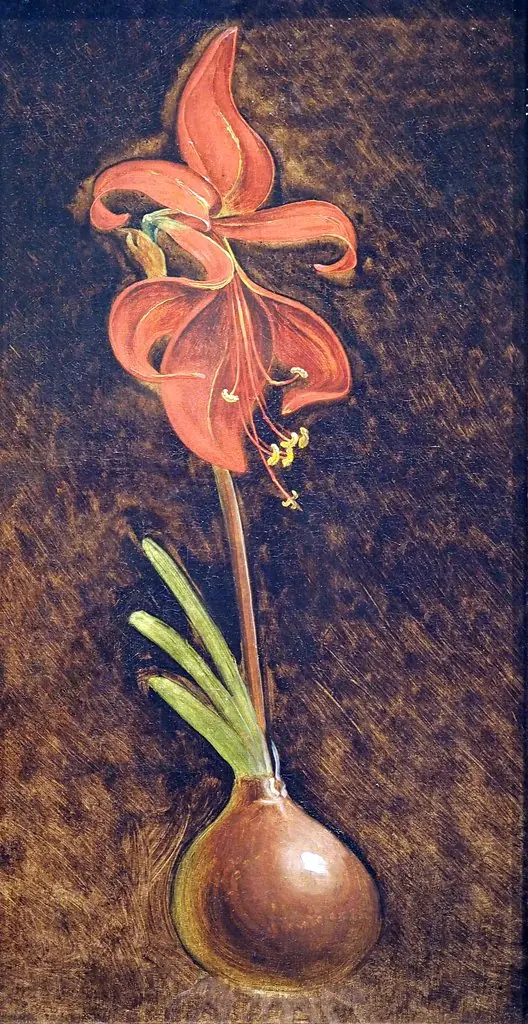 Amaryllis formosissima