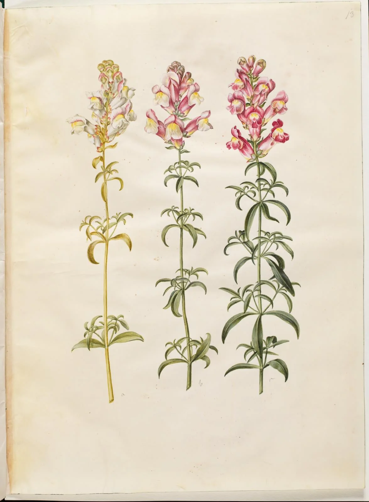 Antirrhinum majus (have-løvemund), by Unknown, unspecified, 1654